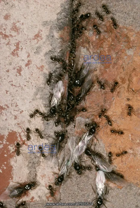  : 'FlyingI Black ANTS - swarming from crack in brick