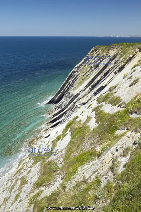 : Flysch cliff on the Basque corniche, Urrugne, Pyr&, x9ba9;es- : Flysch cliff on the Basque corniche, Urrugne, Pyr&, x9ba9;es-