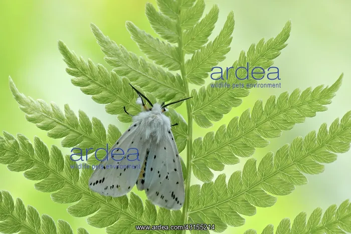 : Fern. fMale White Ermine (Spilosoma lubricipeda) resting on leaf of fern : Fern. fMale White Ermine (Spilosoma lubricipeda) resting on leaf of fern