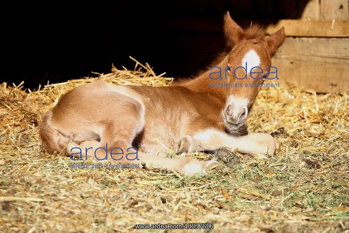 : Foal 1-day-old France : Foal 1-day-old France