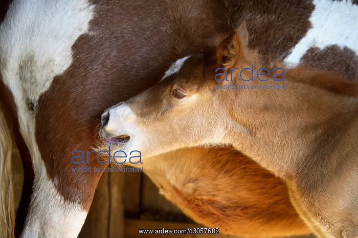 : Foal 1-day-old sucking France : Foal 1-day-old sucking France