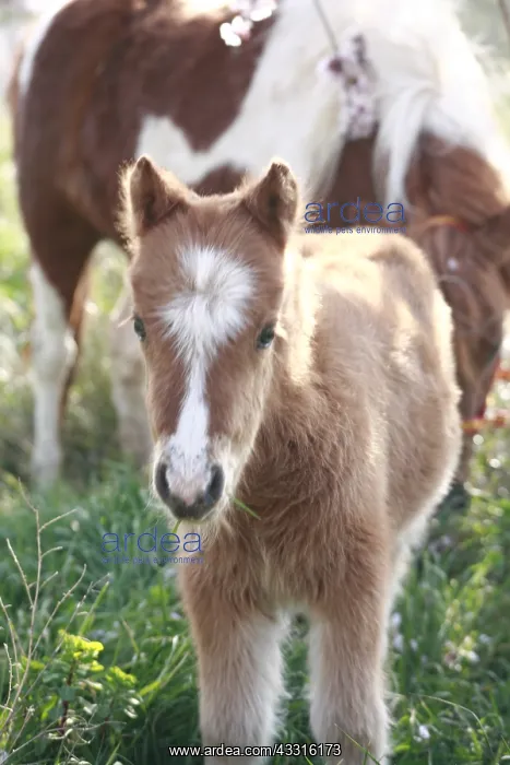 : Foal