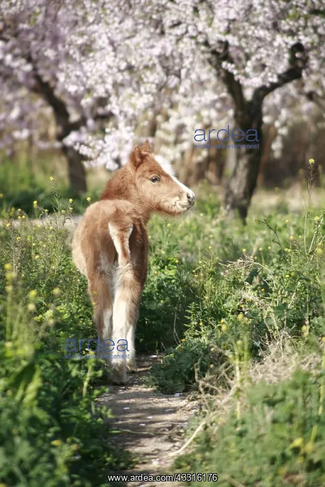  : Foal