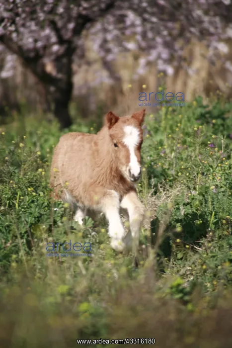  : Foal