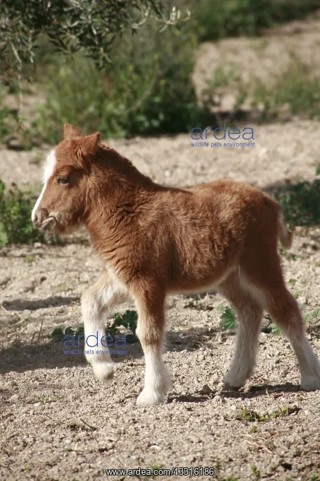  : Foal