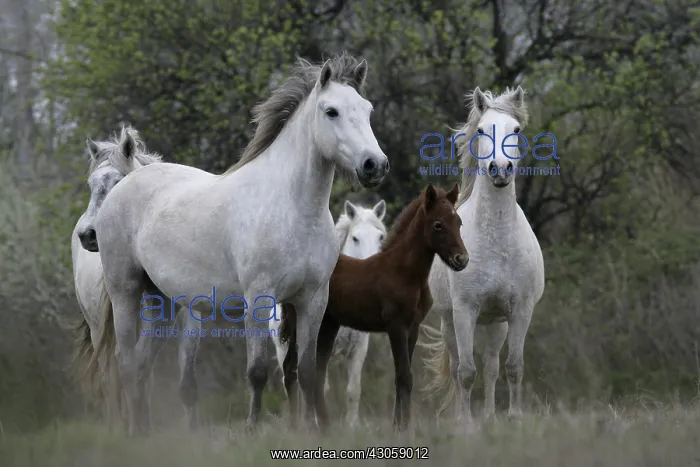 : Foal and Camargue Horse Camargue France : Foal and Camargue Horse Camargue France