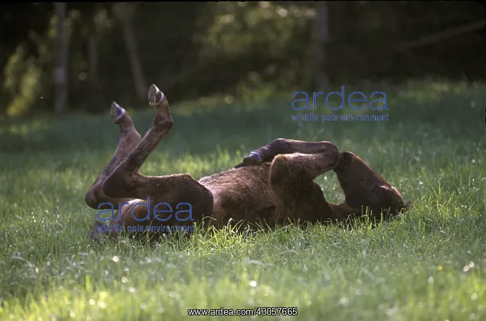  : Foal of French trotter rolling in the grass France