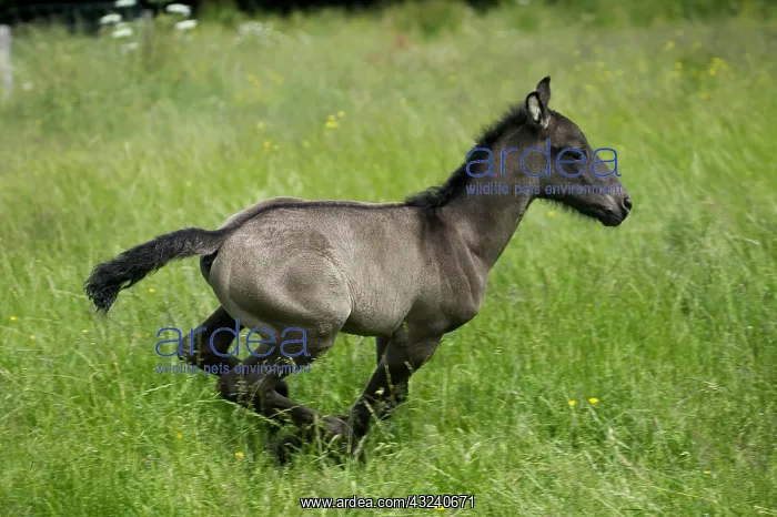 : Foal Galloping through Pasture : Foal Galloping through Pasture