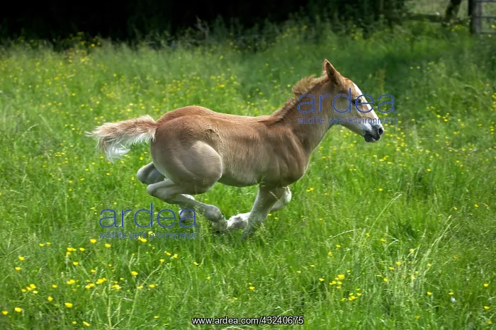 : Foal Galloping through Pasture : Foal Galloping through Pasture