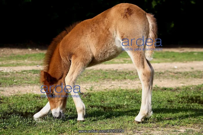 : Foal grazing in a meadow : Foal grazing in a meadow