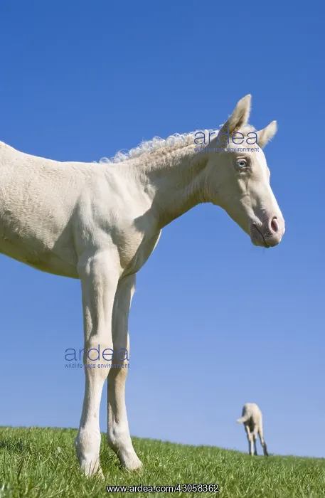 : Foal Hispano-Arab horse in meadow : Foal Hispano-Arab horse in meadow