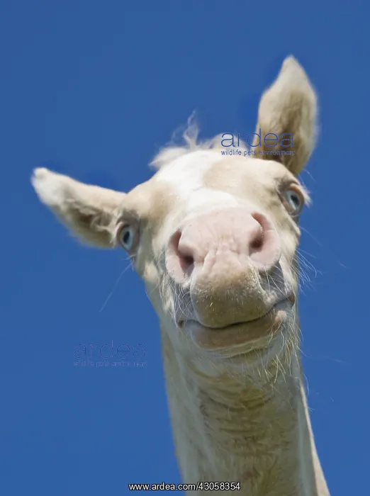 : Foal Hispano-Arab horse portrait : Foal Hispano-Arab horse portrait