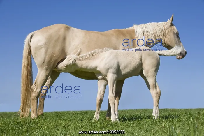 : Foal Hispano-Arab horse sucking his mother at the park : Foal Hispano-Arab horse sucking his mother at the park