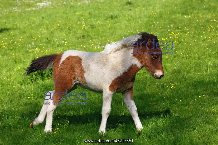 : Foal, horse breed Icelandic horse (Equus), young : Foal, horse breed Icelandic horse (Equus), young