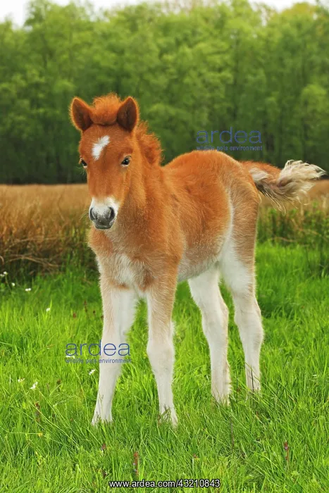  : Foal, Icelandic horse, (Equus przewalskii f. caballus)