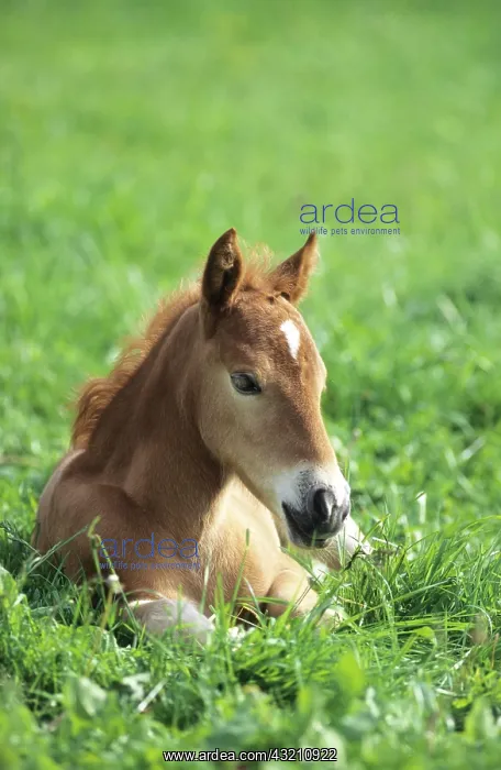 : Foal, Lewitzer horse, lying on a summerly paddock : Foal, Lewitzer horse, lying on a summerly paddock