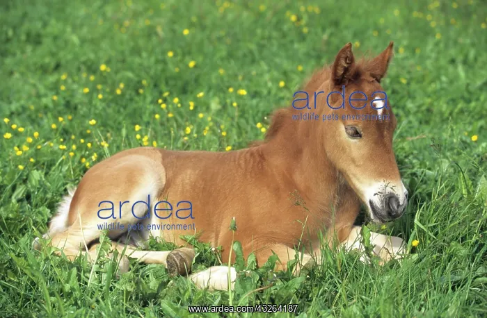 : Foal, Lewitzer horse, lying on a summerly paddock : Foal, Lewitzer horse, lying on a summerly paddock