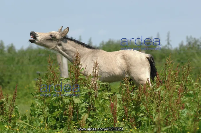 : Foal making a flehmen in a meadow : Foal making a flehmen in a meadow