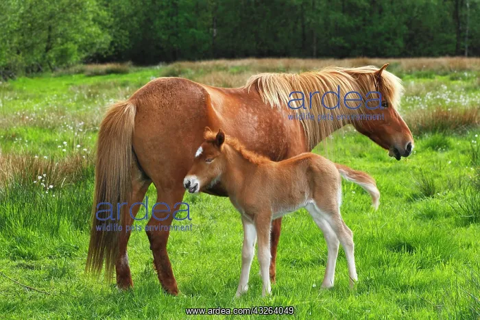 : Foal and mare, Icelandic Horse or Icelandic Pony : Foal and mare, Icelandic Horse or Icelandic Pony