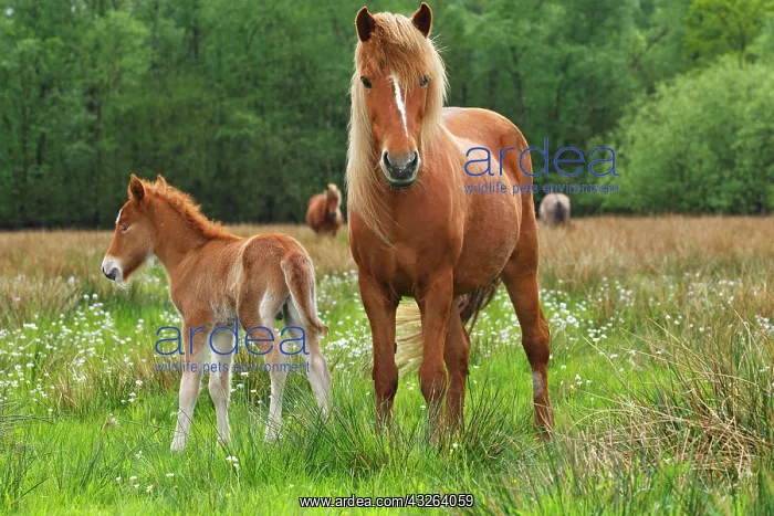 : Foal and mare, Icelandic Horse or Icelandic Pony : Foal and mare, Icelandic Horse or Icelandic Pony