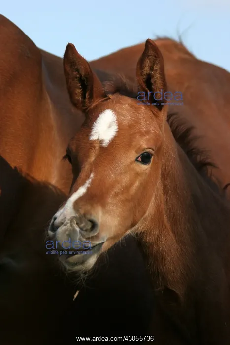 : Foal and mare in Marne France : Foal and mare in Marne France