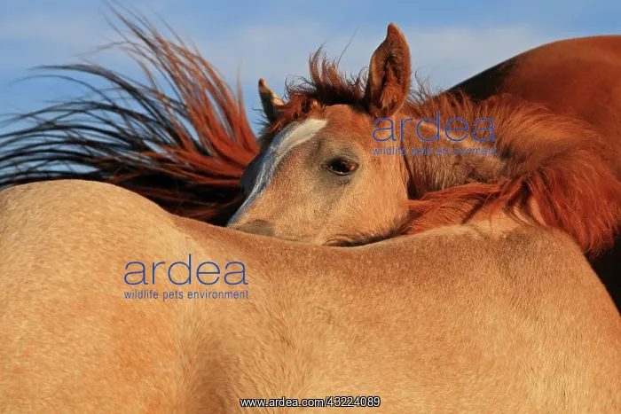 : Foal against the back her mother in Auvergne - France : Foal against the back her mother in Auvergne - France