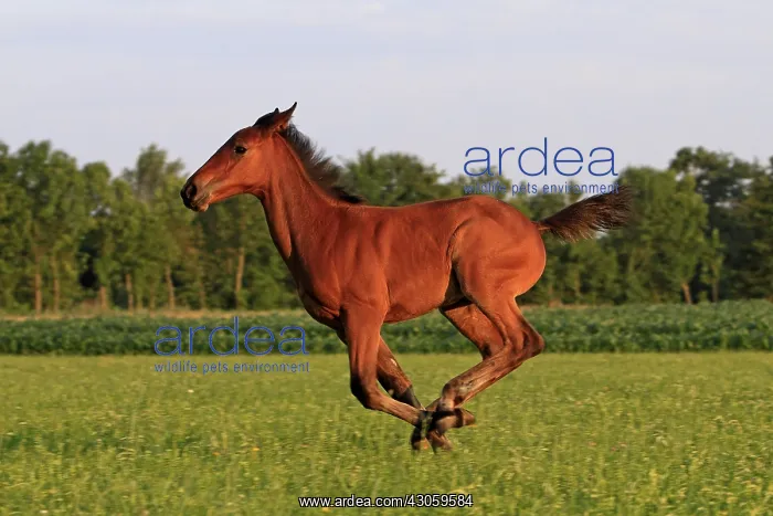 : Foal Saddle French and Dutch in warm-blooded France : Foal Saddle French and Dutch in warm-blooded France