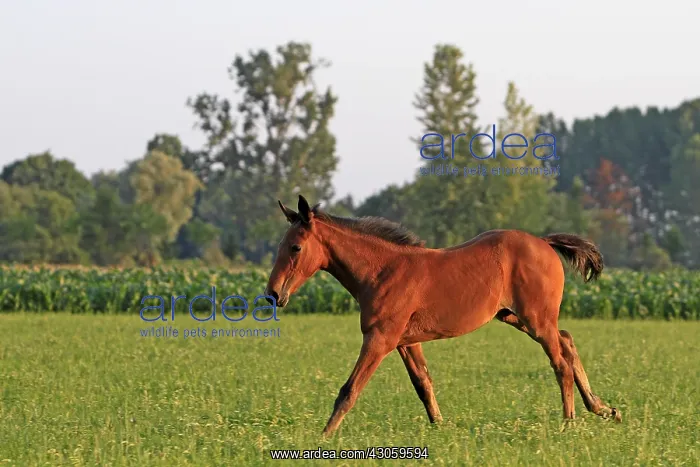 : Foal Saddle French and Dutch in warm-blooded France : Foal Saddle French and Dutch in warm-blooded France