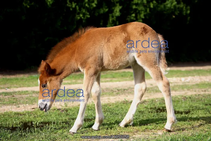 : Foal searching food in a meadow : Foal searching food in a meadow
