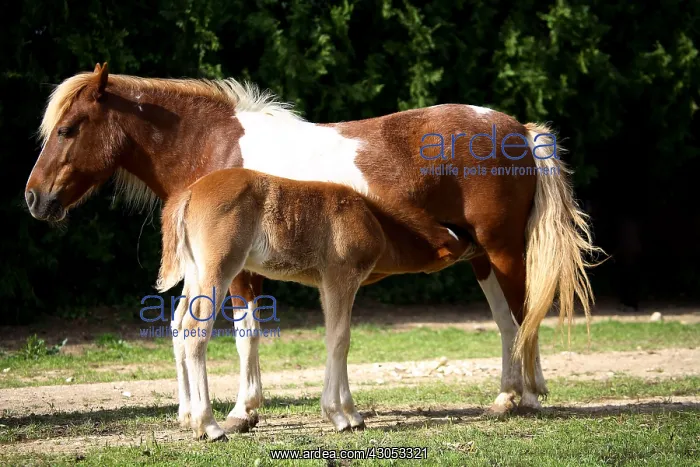 : Foal sucking its mother in a meadow : Foal sucking its mother in a meadow