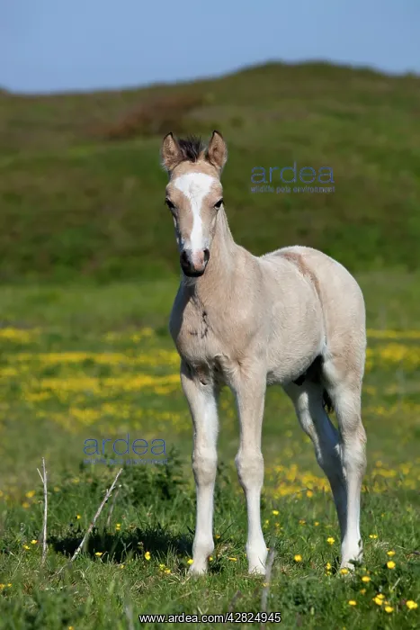  : Foal - summer