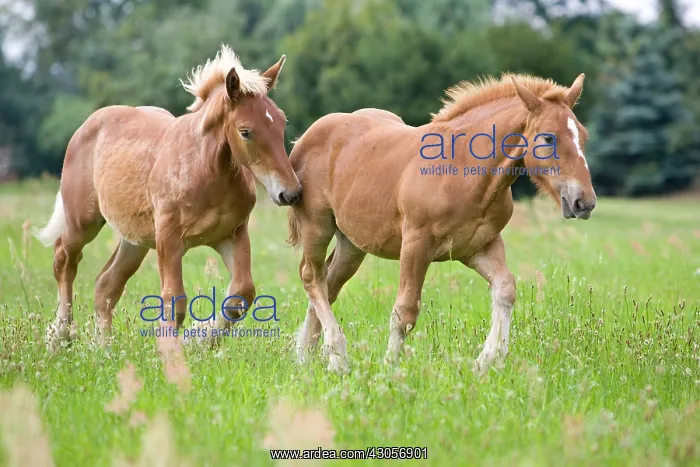 : Foals Comtois drought in meadow at Ensisheim Haut-Rhin : Foals Comtois drought in meadow at Ensisheim Haut-Rhin