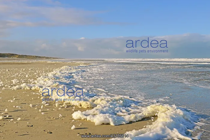 : Foam of algae at the water edge of the North Sea : Foam of algae at the water edge of the North Sea