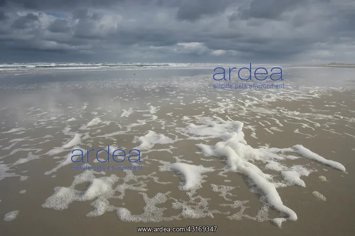 : Foam on the beach, Terschelling : Foam on the beach, Terschelling