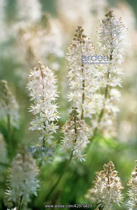 : Foam Flower : Foam Flower