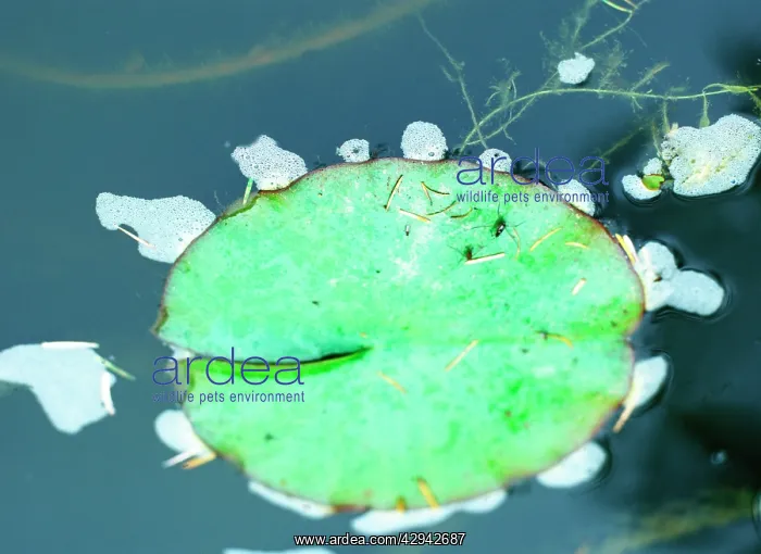 : Foam forms on pond surface