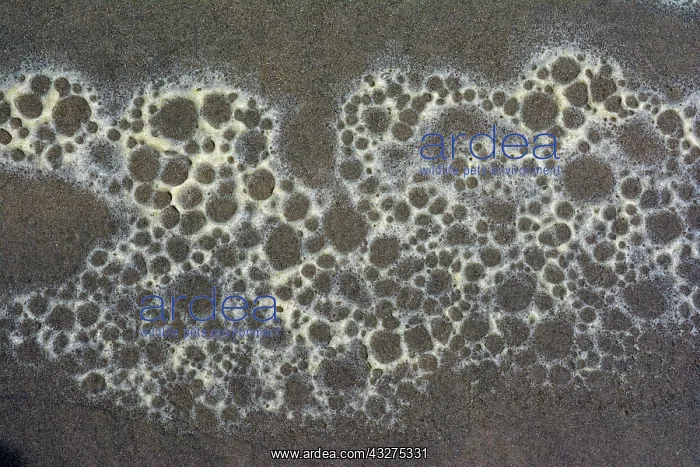 : Foam left by receding waves on sandy shore, probably : Foam left by receding waves on sandy shore, probably