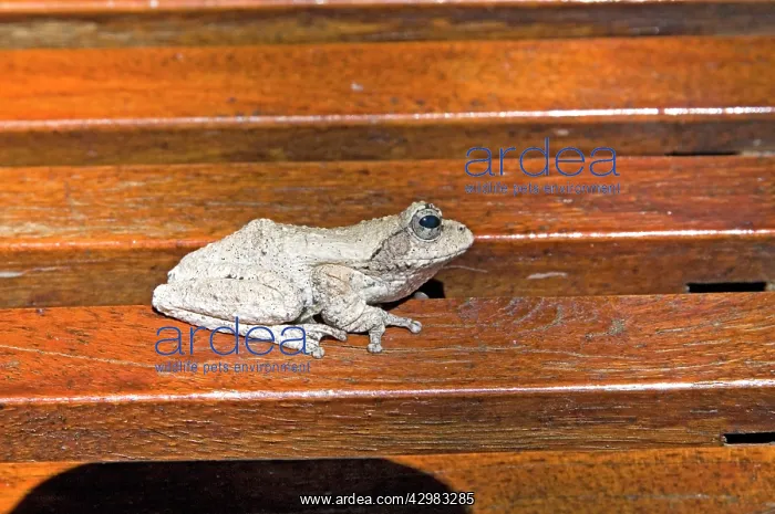 : Foam Nest Frog : Foam Nest Frog