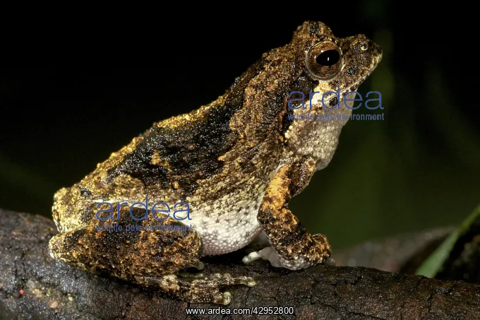 : Foam Nest Frog - adult male by a pond : Foam Nest Frog - adult male by a pond