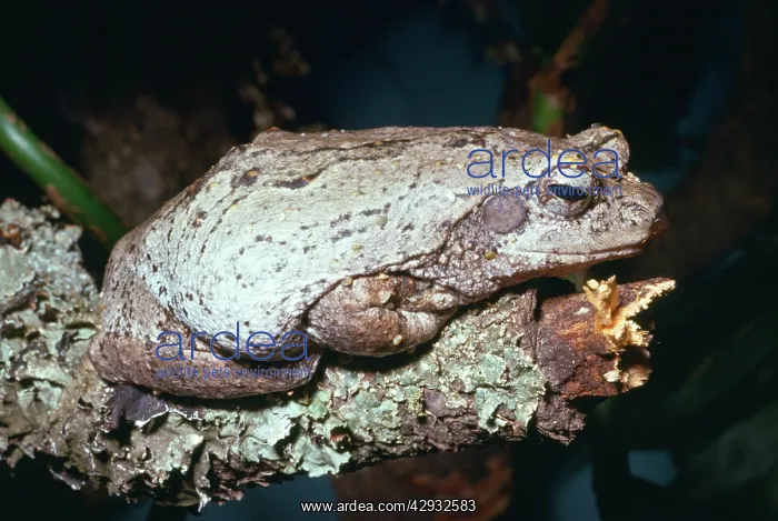 : Foam-nest / Grey Treefrog : Foam-nest / Grey Treefrog