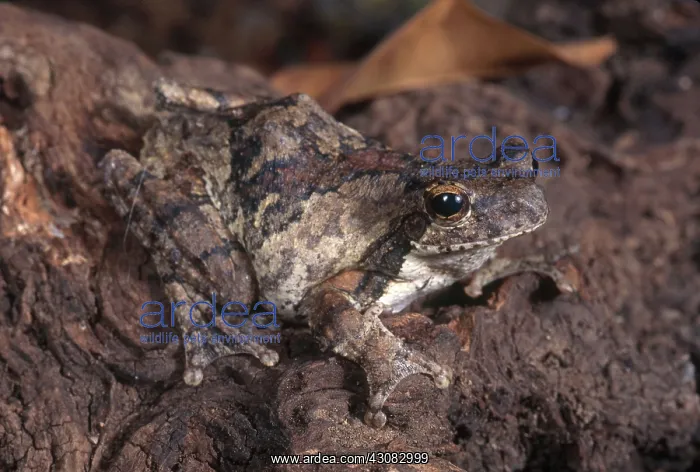  : Foam-nest Tree Frog