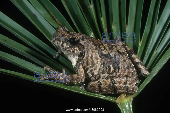  : Foam-nest Tree Frog