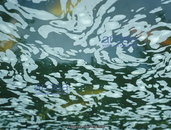 : Foam on the pond is an indication that the water : Foam on the pond is an indication that the water