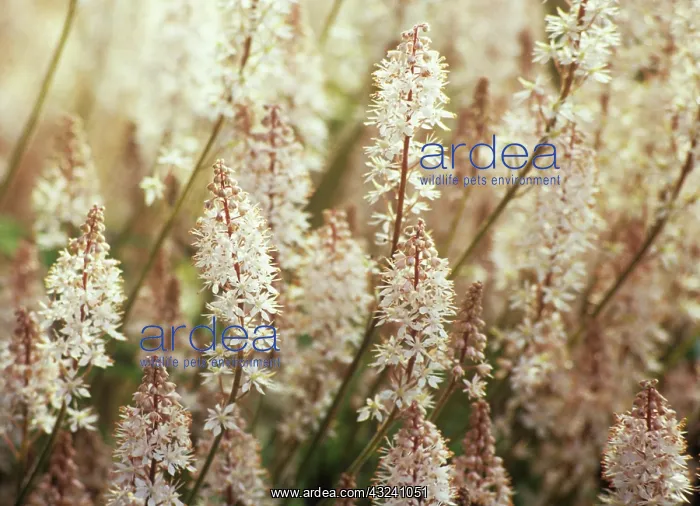 : Foamflower : Foamflower