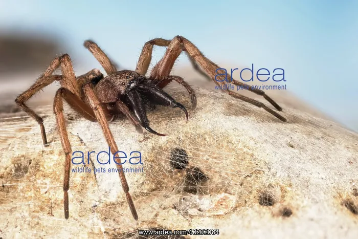 : Focus Stacking, Common stone slab spider (Drassodes : Focus Stacking, Common stone slab spider (Drassodes