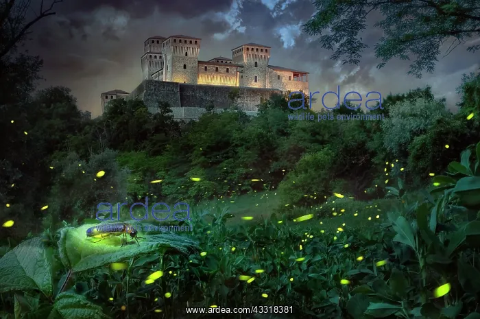 : Focus stacking of some fireflies in front of Tor : Focus stacking of some fireflies in front of Tor