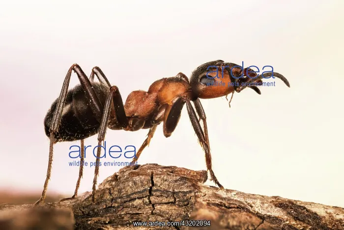 : Focus Stacking, Red Wood Ant (Formica rufa), England : Focus Stacking, Red Wood Ant (Formica rufa), England