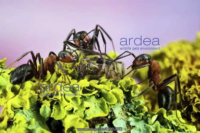 : Focus Stacking, Red Wood Ants (Formica rufa), England : Focus Stacking, Red Wood Ants (Formica rufa), England