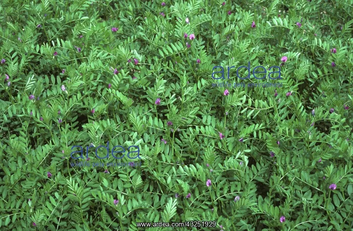 : Fodder Vetch (Vicia sp.) : Fodder Vetch (Vicia sp.)