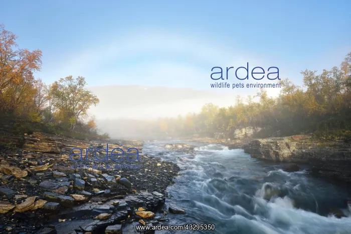 : Fog arch over the Abiskojakka River, Abisko Canyon : Fog arch over the Abiskojakka River, Abisko Canyon